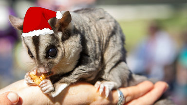 12 Days of Christmas - Meet Wildlife Neighbours
