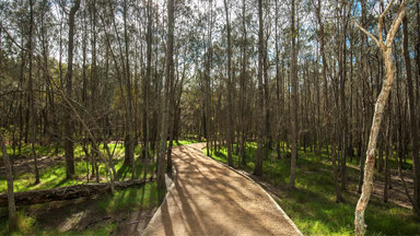 Connect with nature: Guided forest therapy