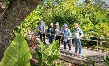 Free guided tour - Brisbane Botanic Gardens Mt Coot-tha