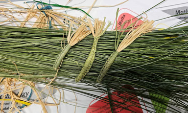 Gathering: Weaving with Kyara