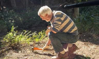 Pruning fruit trees
