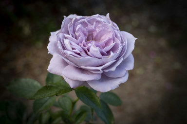 Valentine's Day - The Romantic World of Plants